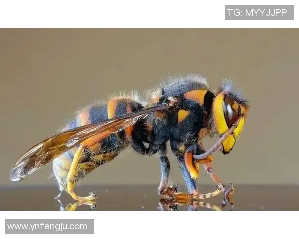 黄蜂的生物特性与生态作用探索:从进化到环境保护的多维度解析 黄蜂的生物特性与生态作用探索:从进化到环境保护的多维度解析